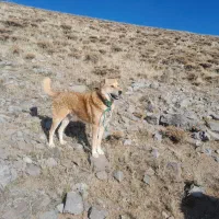 واگذاری سگ|سگ|بستان آباد, |دیوار