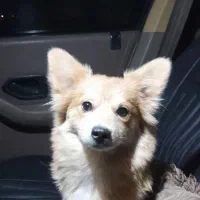 مژدگانی خوب بهیابنده