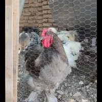 تخم مرغ برهما اصل