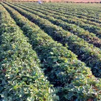 نهال کاماروس و سابرینا|خدمات باغبانی و درختکاری|بهشهر, |دیوار