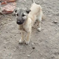 واگذاری توله نر سرابی