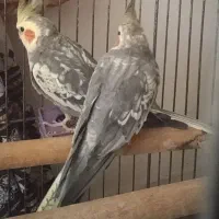 عروس هلندی سخنگو|پرنده|آستانه اشرفیه, |دیوار