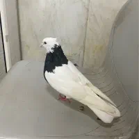 کبوتر پشتار کلفه طوقی|پرنده|اردبیل, |دیوار