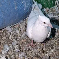 فروش کبوتر فوری|پرنده|یاسوج, |دیوار