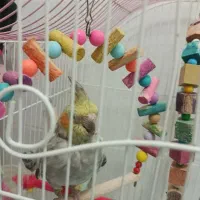 عروس هلندی نر و ماده|پرنده|ملایر, |دیوار