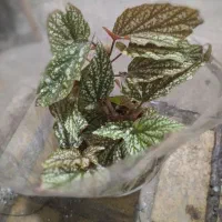 گل‌های آپارتمانی|گل و گیاه طبیعی|تهران, هاشمی|دیوار