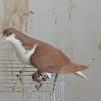 کبوتر رنگی|پرنده|شوشتر, |دیوار