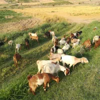 بزنجدی دوقلو زا ابستن|حیوانات مزرعه|دوگنبدان, |دیوار