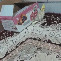 عروس هلندی گلباقالی سرلاکی