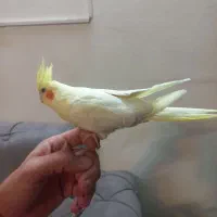 عروس هلندی|پرنده|تهران, دانشگاه شریف|دیوار