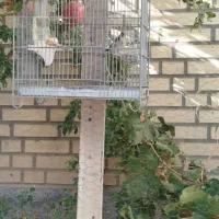 سهره|پرنده|رباطکریم, شهرک صنعتی دهحسن|دیوار