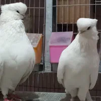 سلام تعدادی کبوتر نوک قنار اصیل نر جوان مناسب