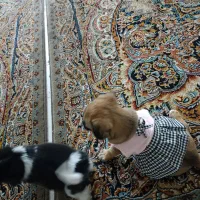 واگذاری هاپو جفتی۵ت|سگ|پردیس, فاز ۸|دیوار