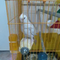 البینو۱۵۰۰