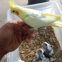 جوجه عروس هلندی