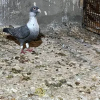 نر و ماده موشی گرگاتی