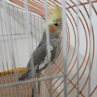 عروس هلندی نر گمشده