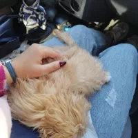 توی پودل اپریکات