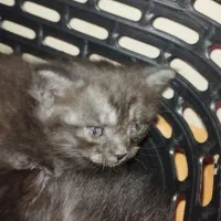 بچه گربه میکس بریتیش (مادر) دی اس اچ زرد تبی پدر|گربه|شیراز, ارم|دیوار