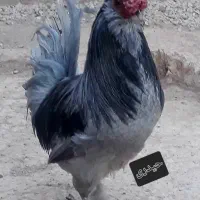 تخم مرغ گلین