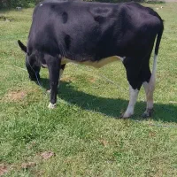 گاو حامله لیشه