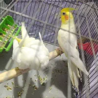 پرنده مولد طوطی عروس|پرنده|تهران, شهرک استقلال|دیوار