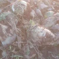 چقندر قند|خوردنی و آشامیدنی|بشاریات, |دیوار