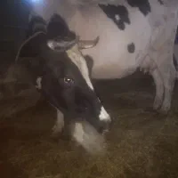 گاو پر شیر باگوساله سیمینتال نر بزرگ