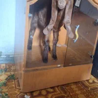 کهره نژاد دار