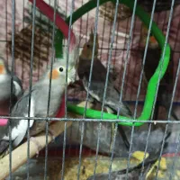 فروش عروس هلندی