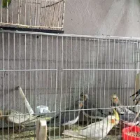 طوطی عروس جوان|پرنده|رشت, آب و برق|دیوار