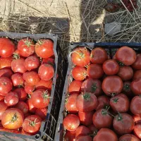 رب گوجه فرنگی گوجه