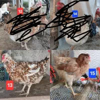 مرغ و خروس محلی|حیوانات مزرعه|چابکسر, |دیوار