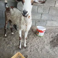 بز طالی دورگه