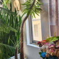 گل های زیبا و بزرگ و مناسب|گل و گیاه طبیعی|رودهن, |دیوار