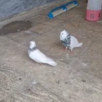 طوقی|حیوانات|ایذه, |دیوار