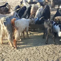کهره بز وتیشتر|حیوانات مزرعه|دوگنبدان, |دیوار