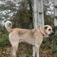 سگ گله نر، پژدر، کردی، عراقی|سگ|رشت, لاکان|دیوار