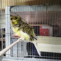 قناری فری اجی|پرنده|قرچک, داوود آباد|دیوار