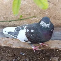 کبوتر شهری|پرنده|شیراز, شریف‌آباد|دیوار