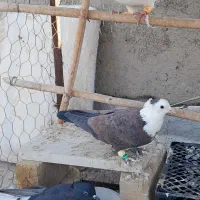 سر سفید نر|پرنده|تاکستان, |دیوار