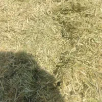 یونجه کوبیده