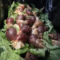 حلزون آلبینو