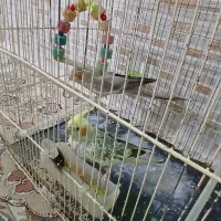 عروسهلندی نرماده|پرنده|مشهد, عسگریه|دیوار