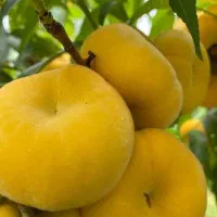 فروش نهال انجیر عسلی|خدمات باغبانی و درختکاری|جاجرود, |دیوار