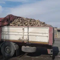 چغندر قند  دامی|حیوانات مزرعه|سربیشه, |دیوار