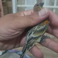 گلبسروقناری وسهره