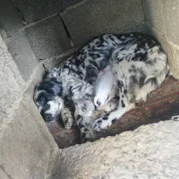 واگذاری سیتر انگلیسی