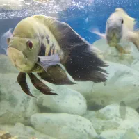 ماهی های متنوع گوشتخوار معاوضه و فروش