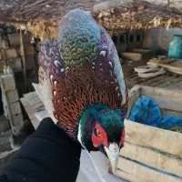 مرغ و خروس|حیوانات مزرعه|شیراز, کوشک میدان|دیوار